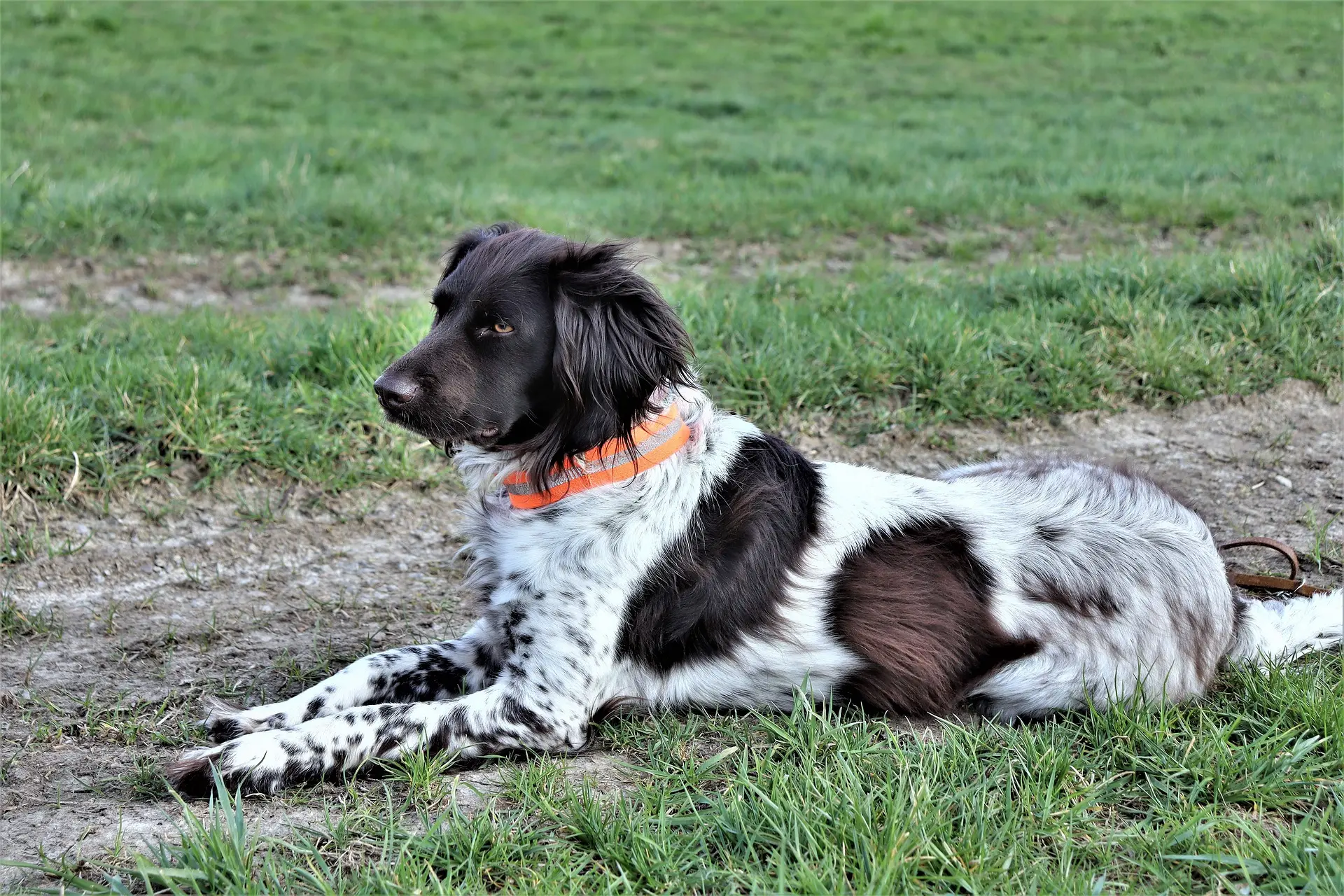 Reflektierende Halsbänder für Hunde